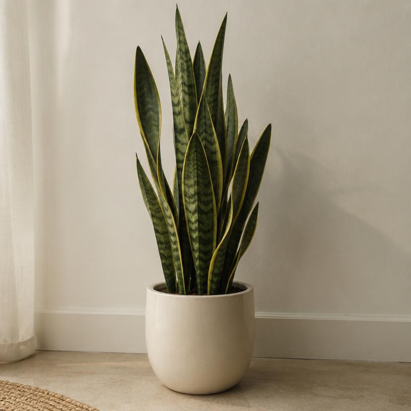 Tall snake plant with yellow-edged upright leaves in a cream ceramic pot